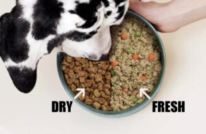 kibble and fresh dog food in bowl